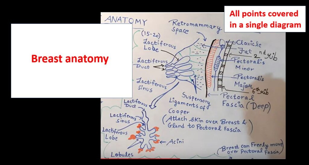 Breast Anatomy - Notes in Detail with simplest diagrams