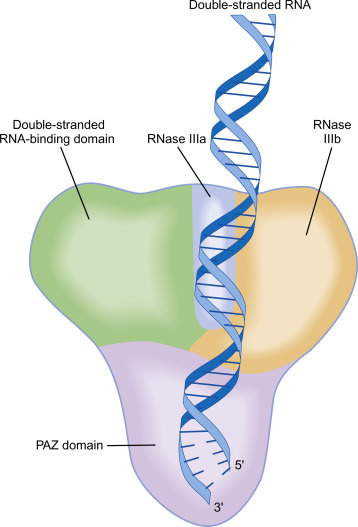 RNA interference and its Types - Notes with easiest Diagrams