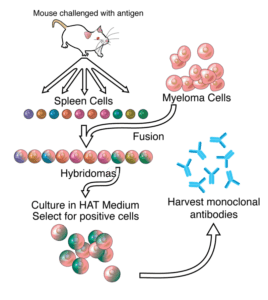 Hybridoma Technology Notes with diagrams