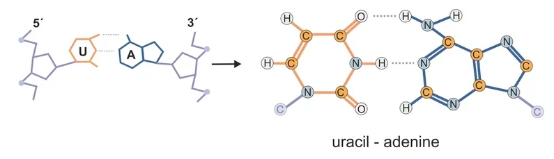 Hydrogen bonding in RNA