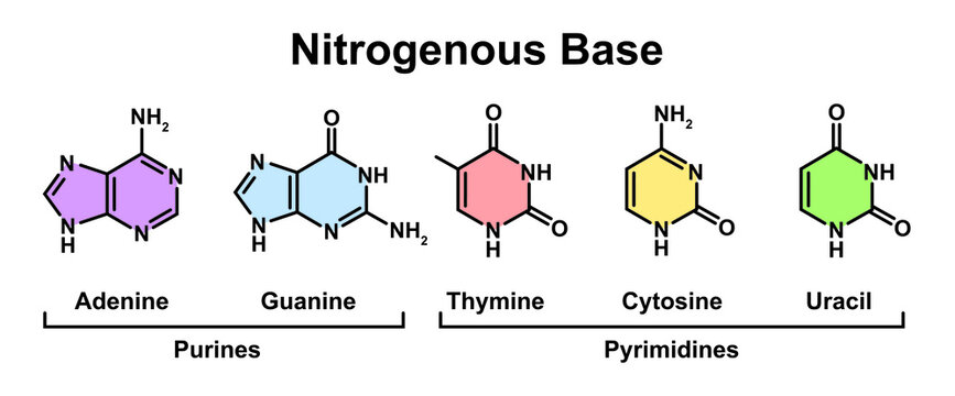 Nitrogenous Base