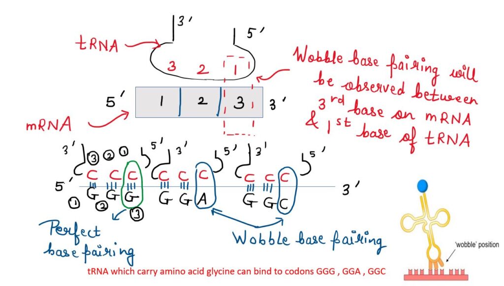 write a note on wobble hypothesis