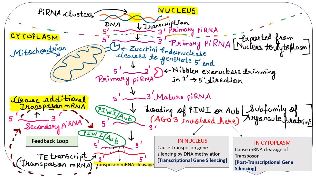 piRNA mediated RNA interference