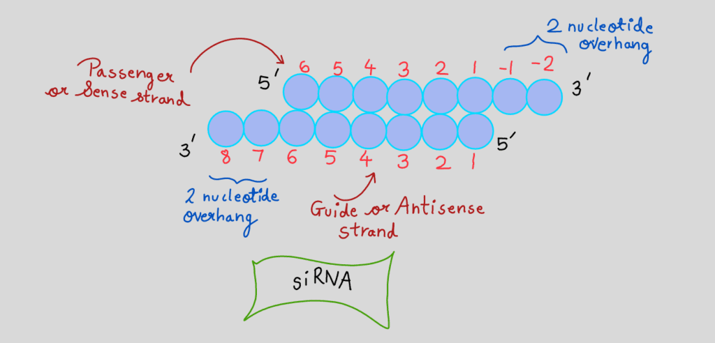 siRNA 2 nucleotide overhangs at 3' end produced by dicer