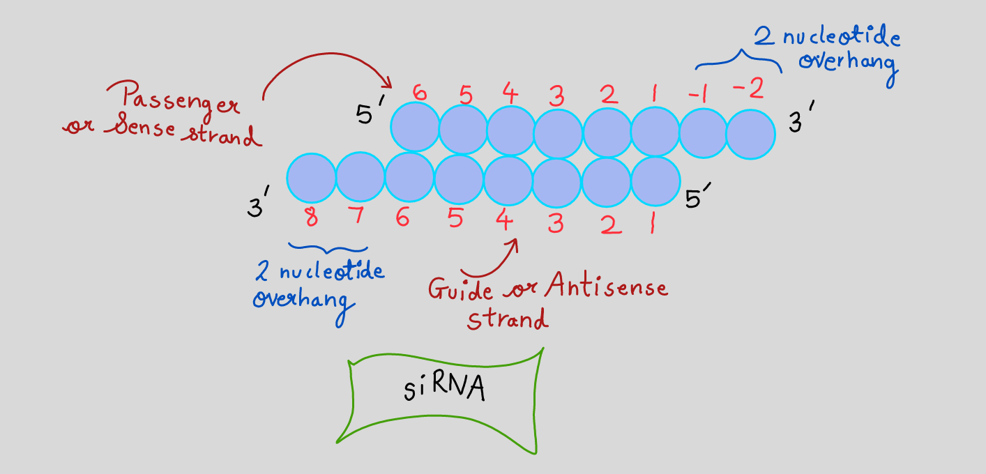 RNA interference and its Types - Notes with easiest Diagrams