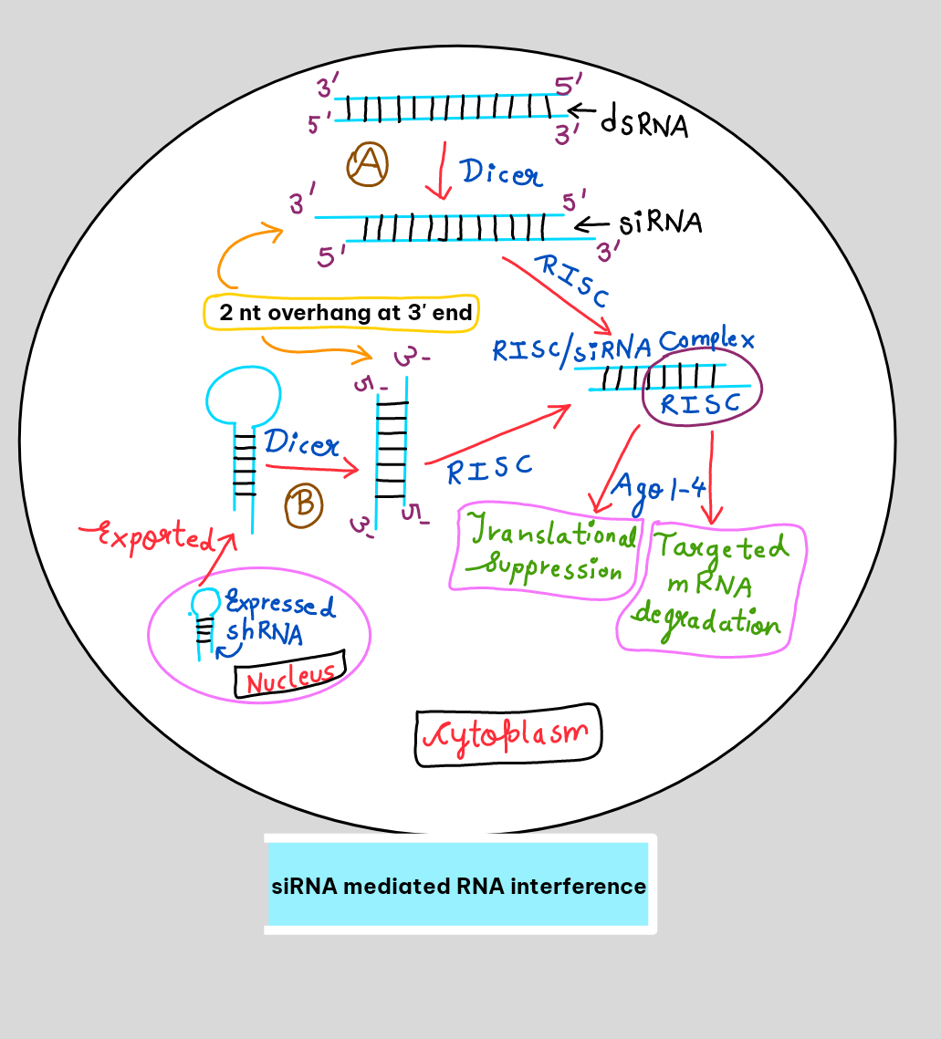 RNA interference and its Types - Notes with easiest Diagrams