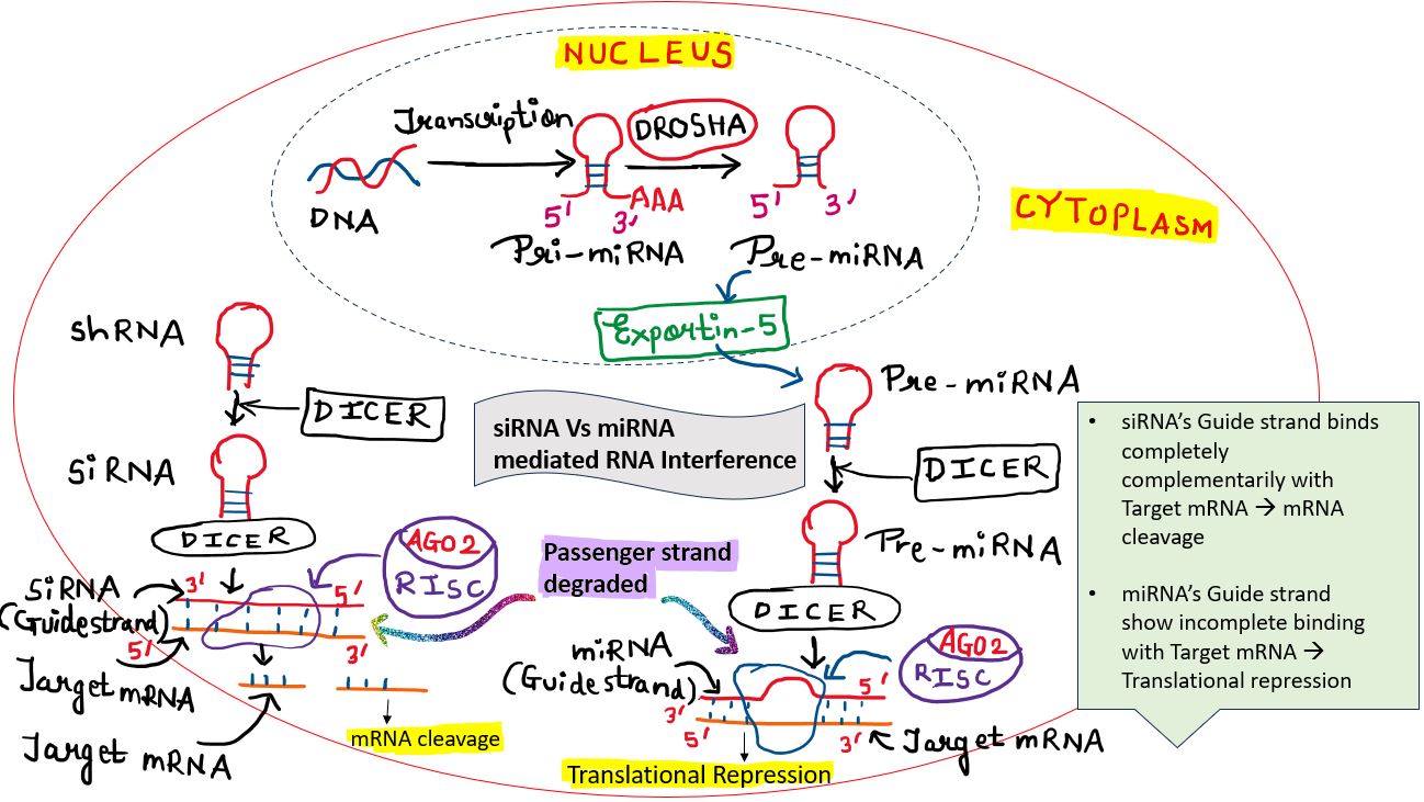 siRNA vs miRNA mediated RNA interference